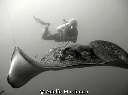 Marble Ray with Diver,
 Yongala wreck, 
Queensland by Adolfo Maciocco 